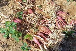 Quảng Ngãi: Hành tím hư hại nặng do sâu gây khiến nông dân phải nhổ bỏ