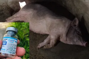 Quảng Ngãi chấn chỉnh quản lý, sử dụng vaccine NAVET-ASFVAC