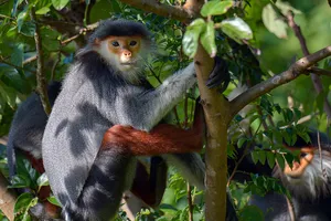 Quảng Ngãi: Đã quan sát được 10 đàn Chà vá chân xám tại miền núi Ba Tơ