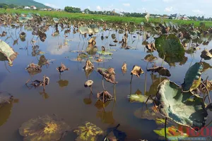 Liên tiếp người trồng sen Quảng Ngãi trắng tay