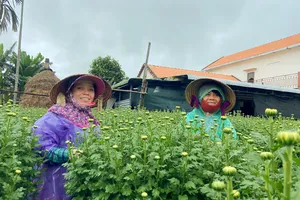 Nông dân làng hoa cúc lớn nhất Quảng Ngãi vui vì bán gần hết hoa tết