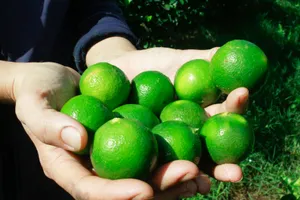 Uống nước chanh nguyên chất liều cao - trào lưu nguy hiểm