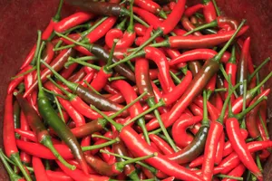 Giá ớt Quảng Ngãi tăng kỷ lục hơn 70.000 đồng/kg