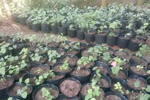 Sự đa dạng hình thái trong quần thể Nghĩa Sâm vừa được phát hiện tại Quảng Ngãi