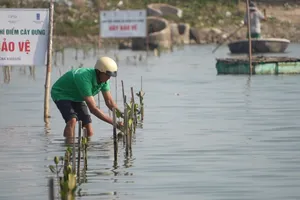 Hơn 1.000 cây đưng được trồng cải thiện hệ sinh thái đồng muối Sa Huỳnh