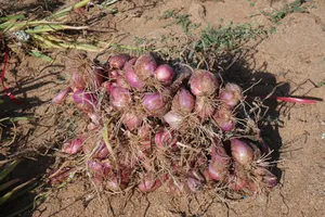 Hành tím Quảng Ngãi mất mùa, rớt giá