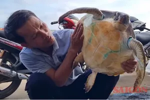 Cứu hộ 1 rùa xanh Vích bị vướng vào lưới “ma” ở đảo Lý Sơn