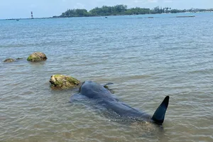 Cá voi trôi dạt vào bờ biển