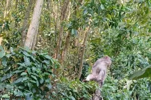 Quảng Ngãi: Khảo sát đàn khỉ hoang sinh sống gần khu dân cư, phá hoại hoa màu của dân