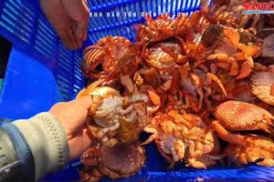 Thả 35 cá thể cua huỳnh đế mang trứng về khu phục hồi sinh thái đảo Lý Sơn, Quảng Ngãi