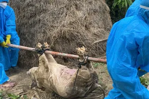 83 cơ sở ở Quảng Ngãi phát hiện dịch tả heo châu Phi