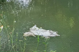 Quảng Ngãi yêu cầu chấm dứt tình trạng vứt xác heo chết ra môi trường