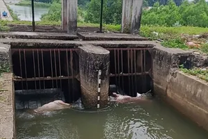 Quảng Ngãi: Xác heo bị thả trôi trên kênh dẫn nước, gây nguy cơ bùng phát dịch