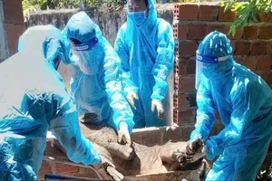 Dịch tả heo châu Phi ở Quảng Ngãi đang dần được kiểm soát