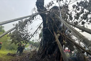 Cây đa hơn 200 năm tuổi bị cháy