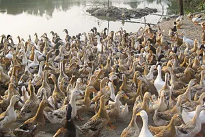 Quảng Ngãi: Tiêu hủy 800 con vịt nhiễm cúm A/H5N1