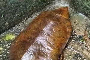 Quảng Ngãi: Thả cá thể Rùa Đầu to quý hiếm về môi trường tự nhiên