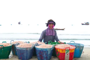 Quảng Ngãi: Ngư dân ven biển bội thu ruốc biển