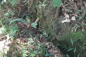 Nguy cơ sạt lở núi Gò Oát đe dọa hơn 200 nhân khẩu ở Quảng Ngãi