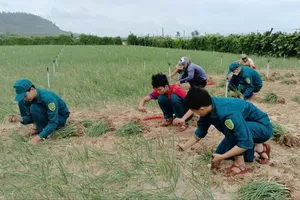 Lực lượng dân quân giúp người dân thu hoạch hành tím. Ảnh: MAI BÌNH