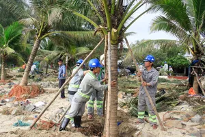 Quảng Ngãi: Dựng lại cây xanh ven biển, khắc phục ô nhiễm môi trường sau bão