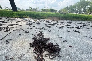 Kỳ lạ hàng nghìn con giun trồi lên mặt đất ở Quảng Ngãi