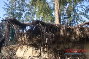 Sạt lở nghiêm trọng, bãi biển đẹp nhất Quảng Ngãi bị đe dọa “xóa sổ”