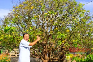 Những “cụ” mai tiền tỷ khoe sắc ngày mùng 1 tết