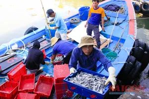 Ngư dân Quảng Ngãi bội thu cá cơm “lộc biển” đầu năm