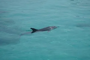 Cá heo xuất hiện gần cảng cá Lý Sơn