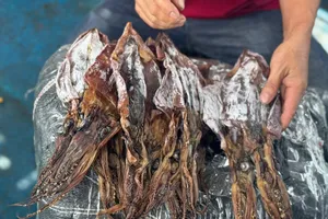 Giá mực xà tăng cao, ngư dân Quảng Ngãi phấn khởi