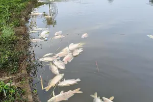 Làm rõ nguyên nhân cá chết hàng loạt ở hồ sinh thái tại Quảng Ngãi