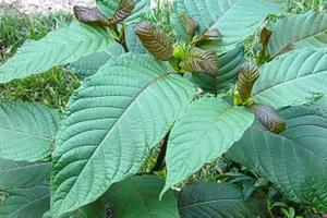 Lá Kratom, chứa hoạt chất hướng thần có nguy cơ thẩm lậu qua biên giới Quảng Ngãi