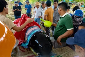 Phát hiện cá voi nặng 300kg dạt vào bờ biển ở Quảng Ngãi