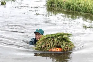 Mưa lớn gây ngập lúa, các lực lượng tại địa phương giúp dân thu hoạch 
