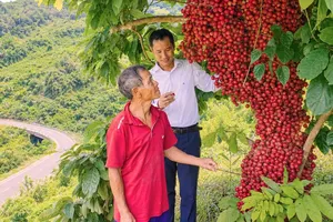 Dâu rừng chín trĩu quả trên vùng núi Quảng Ngãi