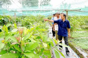 Trồng rau sạch đạt tiêu chuẩn VietGAP ở huyện Trảng Bàng, tỉnh Tây Ninh