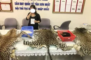 3 bộ da của loài báo gấm châu Phi trong lô hàng nhập lậu bị bắt giữ. Ảnh: Cơ quan chức năng cung cấp