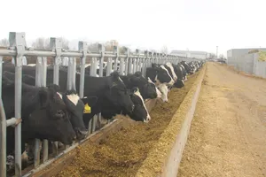 Vinamilk nhập khẩu 2.000 con bò sữa từ Mỹ