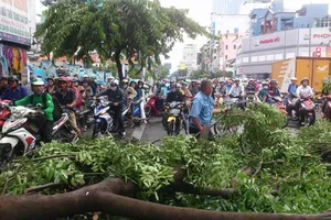 Nhánh cây gãy chắn ngang đường làm giao thông ùn ứ