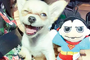 Chú cún bị bỏ rơi gây sốt cộng đồng mạng