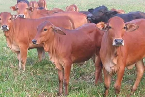 Xuất hiện ổ dịch ​lở mồm long móng tại xã Tịnh Hiệp (Quảng Ngãi)