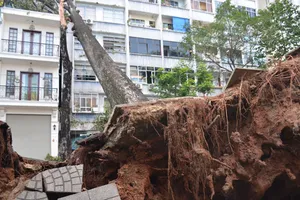 Cây cổ thụ bật gốc ngã đè trúng nhà 3 tầng ở TPHCM