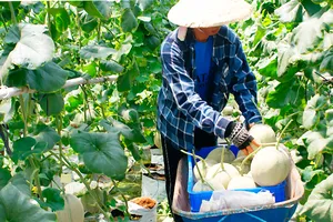 Trồng dưa lưới trong nhà màng