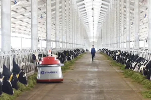 Vinamilk tiên phong nhập khẩu bò sữa chất lượng cao về Việt Nam