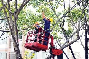 Thiếu phương tiện tỉa cành, cắt nhánh cây trong mùa mưa bão