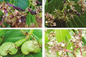 Phòng trừ sâu bệnh hại cây điều bằng biện pháp sinh học  