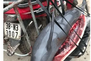 Clip giết cá heo gây bức xúc dư luận