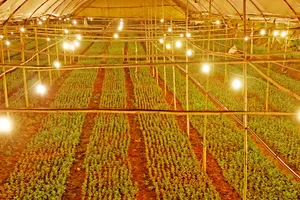 Chiếu sáng hoa cúc bằng đèn led tiết kiệm 70% điện năng tiêu thụ