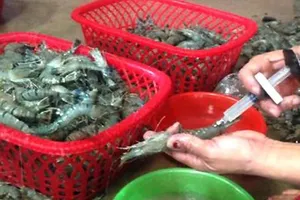 Mẫu thủy sản và sản phẩm thủy sản vi phạm chỉ tiêu hóa chất tăng